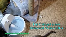 My Cats Get a New Water Dish | Caturday