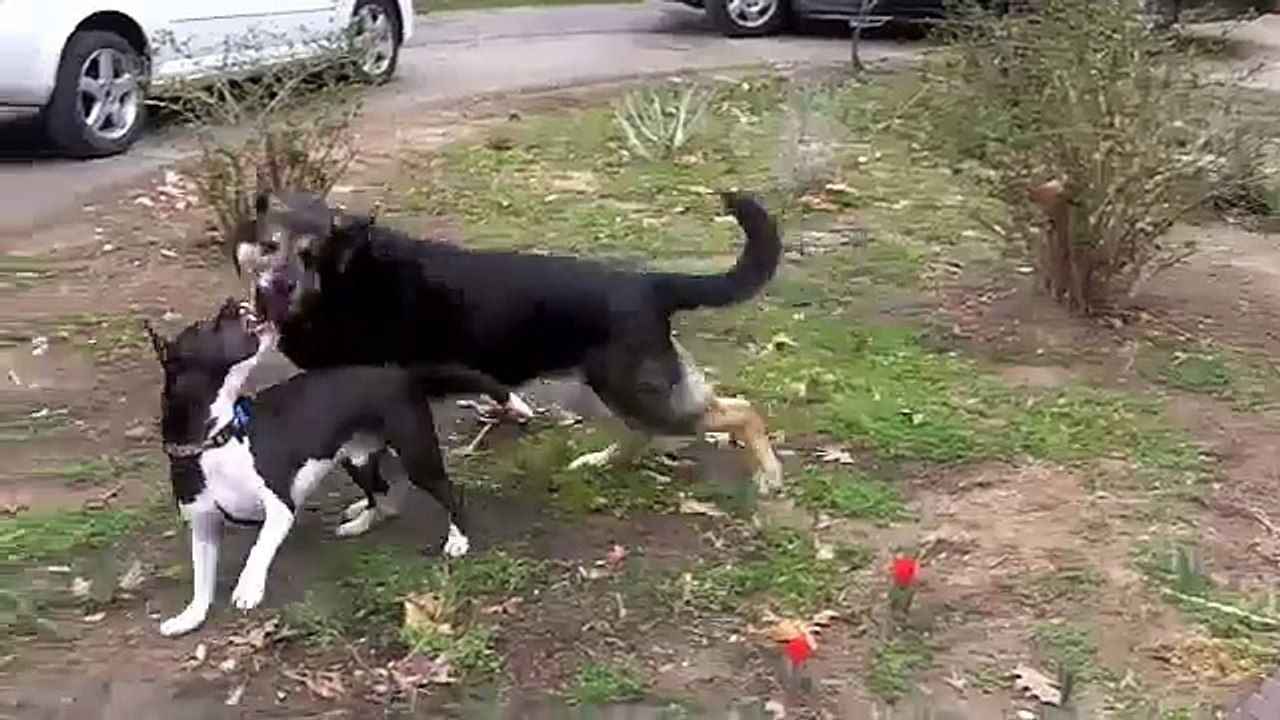 German Shepard Pit Bull Chase