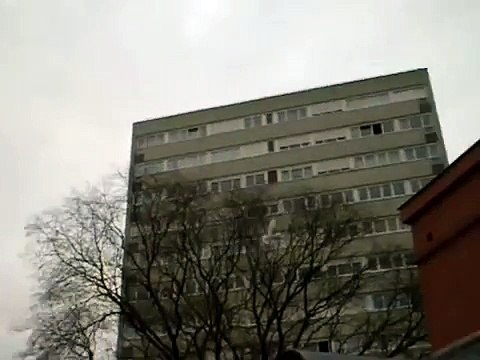 Pigeons, Pigeons culbutant, Takla, Guvercin, Mardin, Kus,