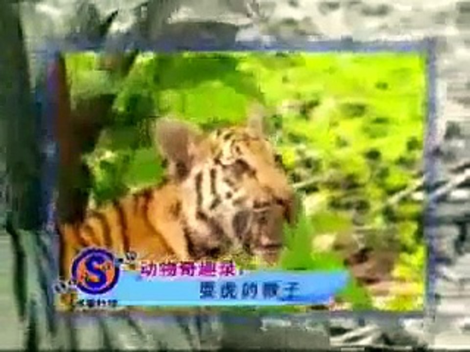 singe vs Tiger [ www.ksarsouk.com]