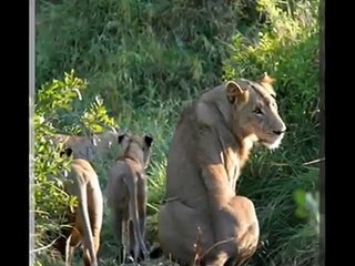 les lions (le roi lion -nous somme un)