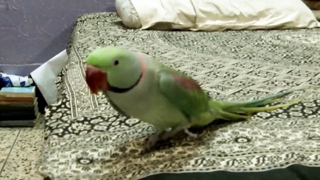 HAND TAME TALKING ALEXANDRINE PARAKEET SYED OVAIS BILGRAMI 02