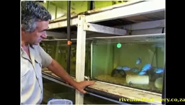 Malawi Cichlid Tropical Fish Farm Rrivendell Hatchery