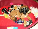 Introduction of the Afghan Hound puppies.