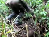 Jeshi la Congo linasonga mbele dhidi ya ADF-Nalu