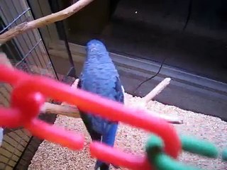 Talking Lineolated Parakeet, Leo the Linnie talks!!