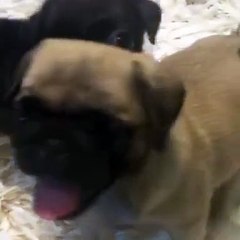 0534.467.69.79 SATILIK PUG YAVRULARI