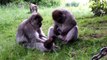 Trentham Monkey Forest - Baby Cam: Week 5 - Baby's first steps