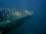 Whale Shark off Panama City Beach