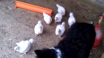 Chien Border Collie poursuivi par nos poulets dans le poulailler