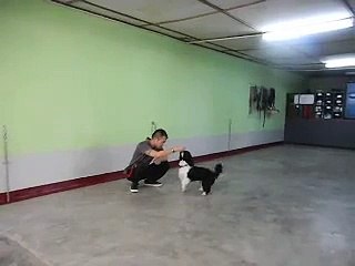 Portuguese Water Dog Puppy For Adoption - 6 Months, Benji ..