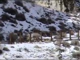 wild cougar (mountain lions) filmed in daylight
