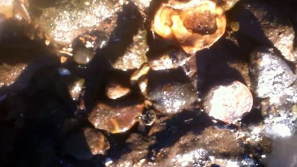 Big Daddy Macs Metal Detecting - On An Outing