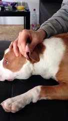 Strap oreille amstaff