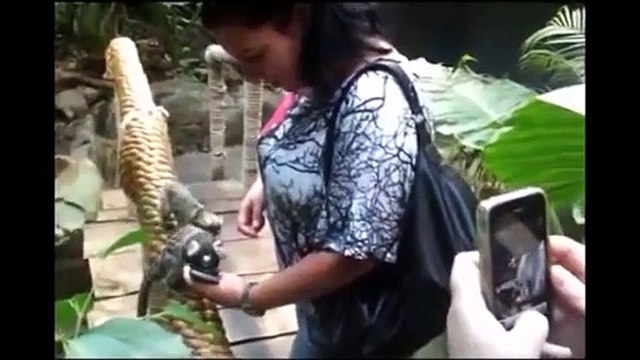 Cute Lion Cubs Playing Cute Baby Animals Doing Funny Things