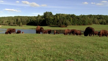 Bison Parc Omega