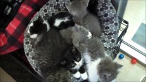 Regina Humane Society Slashes Adoption Fees in Kitten Crisis