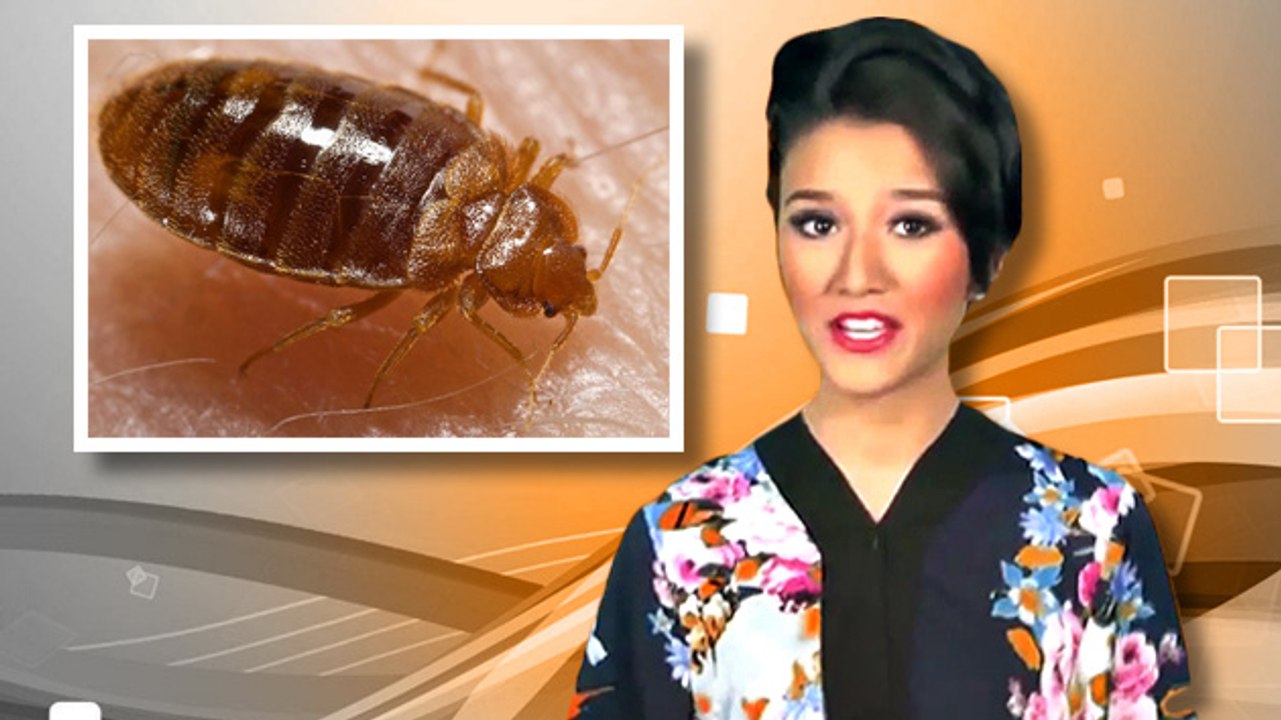 List Of Digusting Pijat ( Bed Bugs )