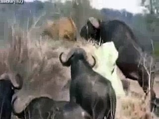 Some Times this Happens with the Loin