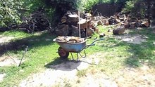 Läufige Hündinnen im Rudel!