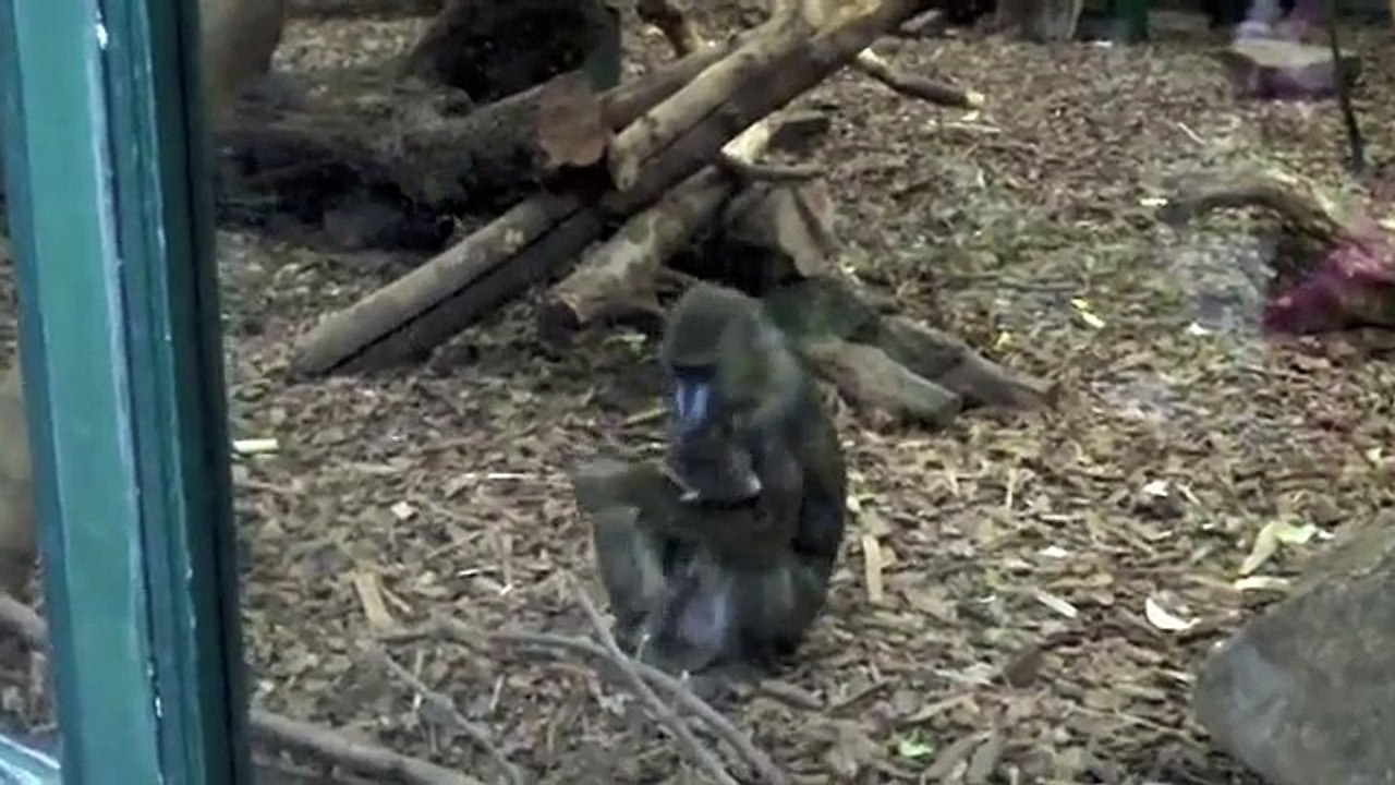 Monkey Fight