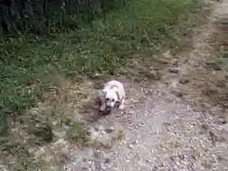 Funny our pet dog toy poodle DAISY how she  wipes her butt after going poo poo