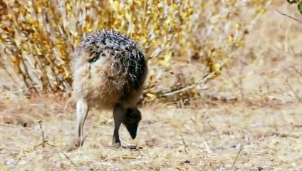 Çölün Ortasında Hayat Mücadelesi