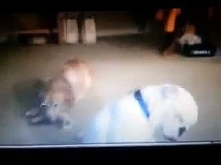 Funny Dancing Dog "Feelin The Blues"