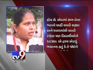 Stray dog menace haunts dahisar residents, Mumbai - Tv9 Gujarati