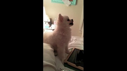 Ce chien a un eternuement trop mignon!