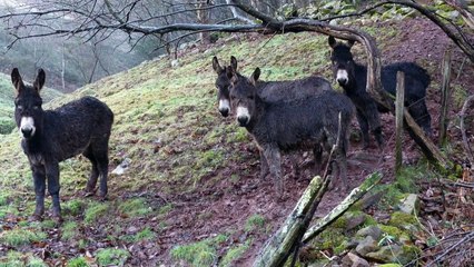 BAIGURA depuis BIDARRAY-HD avec IBILTZAILE