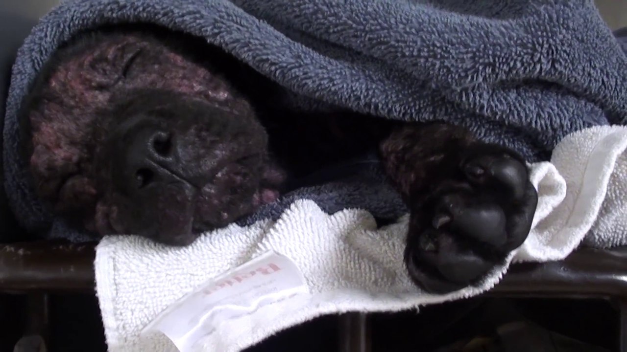 Bébé chien malade et abandonné transformé en boule de poils très heureuse!!!