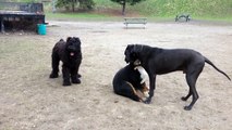 Black Russian Terrier Koba gets lesson in social skills