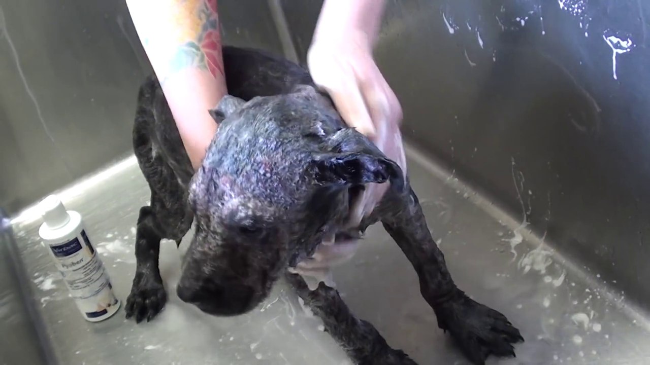 Homeless, Sick Puppy get transformed Into A Bundle Of Joy
