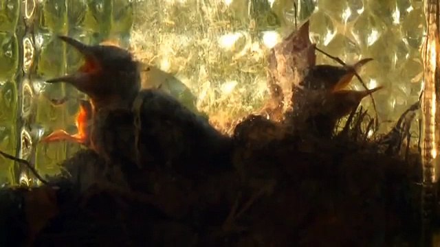 Сокол-пустельга. Чернобыль. Припять. Kestrel. Chernobyl. Pripyat.