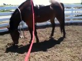 More Horse Sacking Out- Simple Exercise to help horses deal with fear- Rick Gore Horsemanship