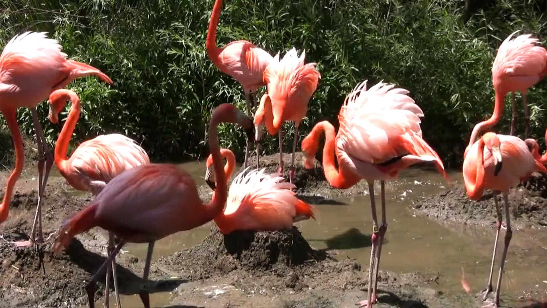 Fiesty Flamingos at the Sacramento Zoo