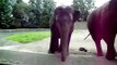 Dancing Elephants - Baby Elephant Walk 2010