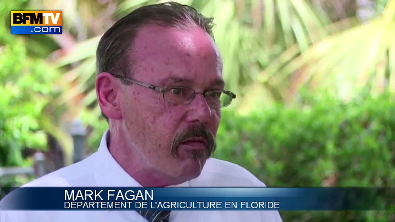 La Floride lutte contre l'invasion rampante des escargots géants