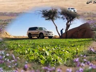 شيلة تولمو ياهل المكاشيت والصيد / مع امطار وربيع تبوك1434