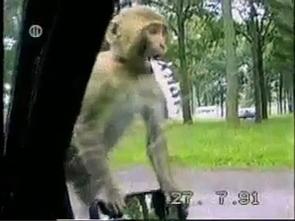 Animals Gone Wild