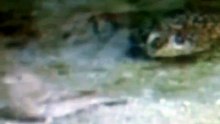 Frog Eats Bird in the lake
