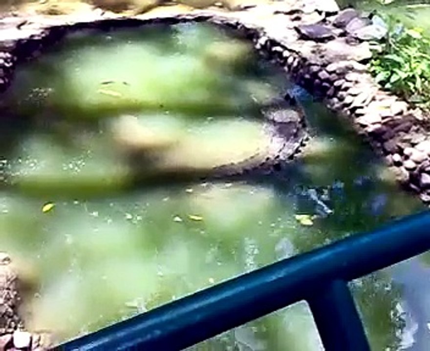 Papillón en parque museo la venta Tabasco