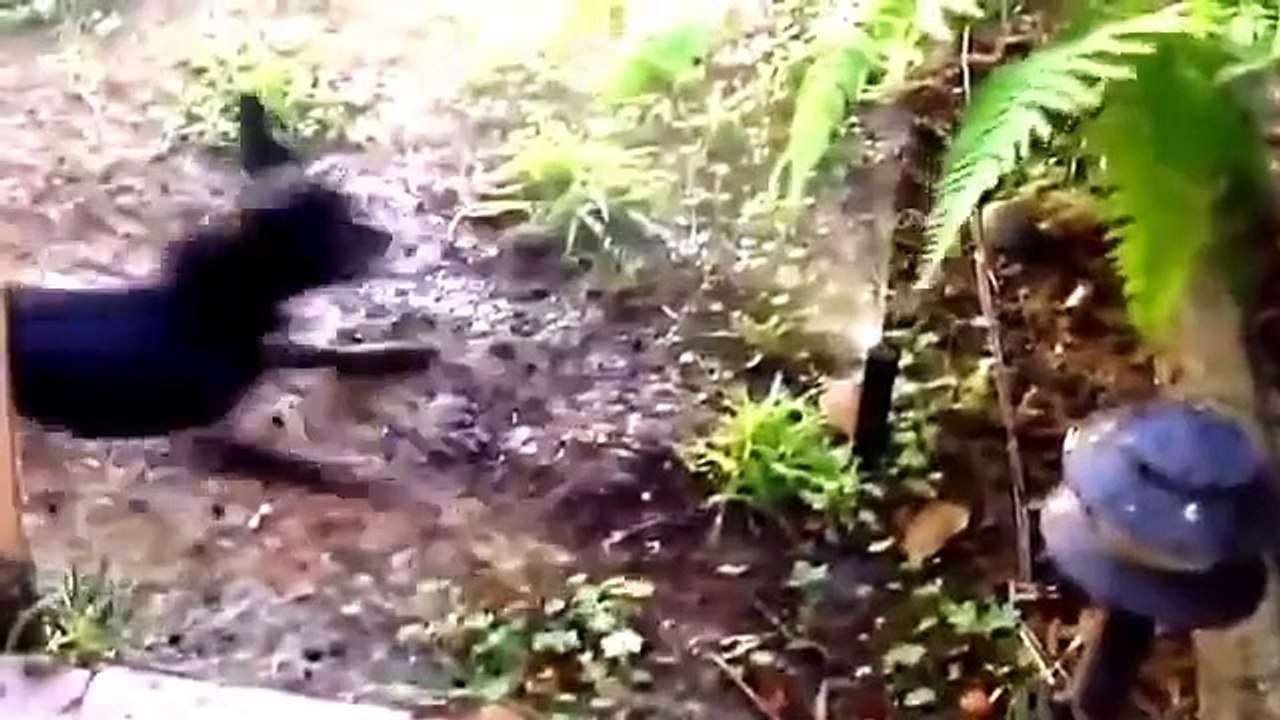 Funny dogs 1-8-15