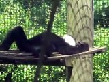 White Cheeked Gibbons Monkey Baby