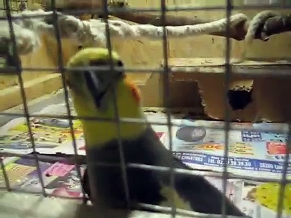 Kenzo mon petit diable de perruche calopsitte parle, siffle et scratch !