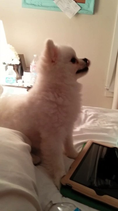 Un bébé chien éternue d'une façon très bizarre - Trop marrant