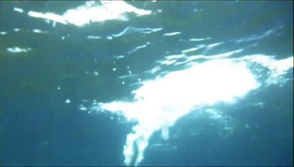 Barracuda attacks fish