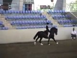 Penybank Domain Ridden Welsh Cob Stallion