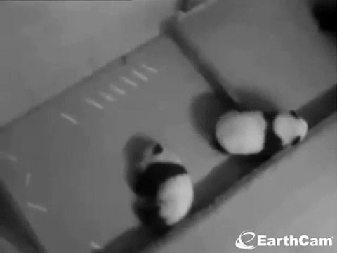 2013-11-14 Lun Lun: Balancing her Baby Boys